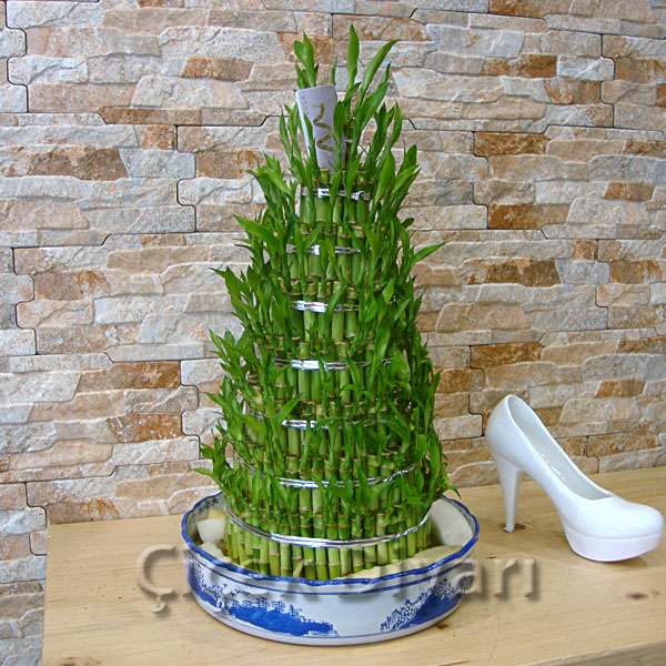 Bambu
